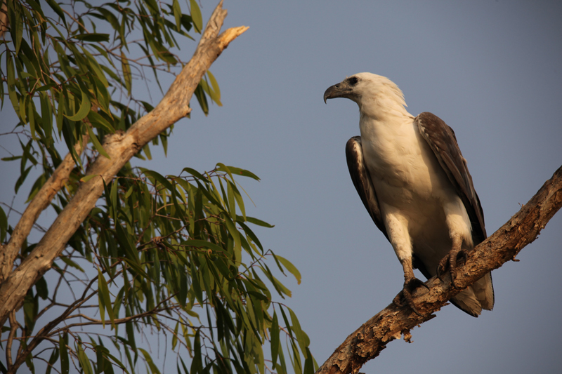 Hvidmavet Havørn / Whitebellie Seaeagle