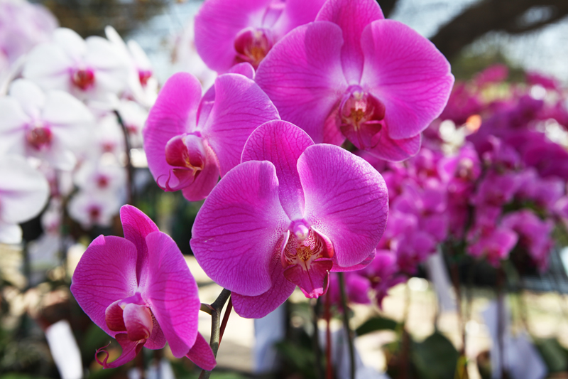 flower-3